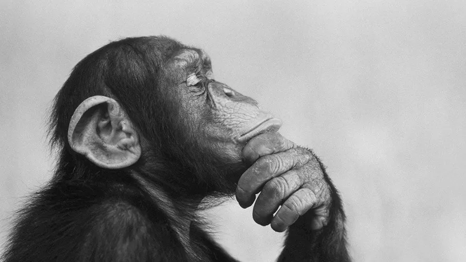 Beyond Language: Multimodal Insights into Theory of Mind and Rationality Across Species