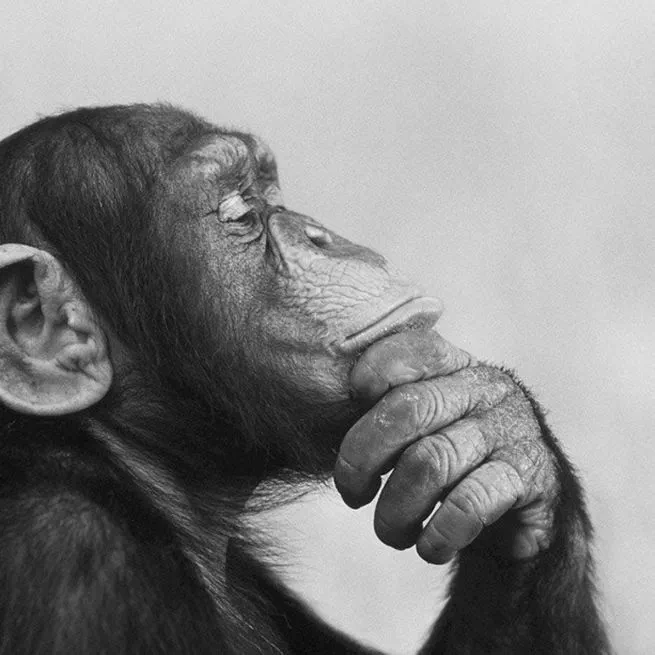 Beyond Language: Multimodal Insights into Theory of Mind and Rationality Across Species