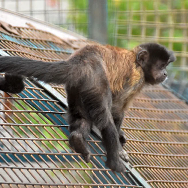 Capuchin Cognition