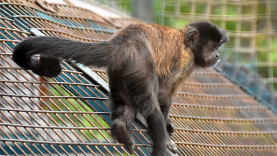Capuchin Cognition