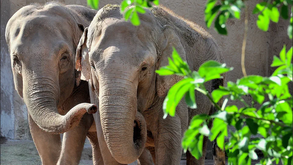 Elephant Cognition