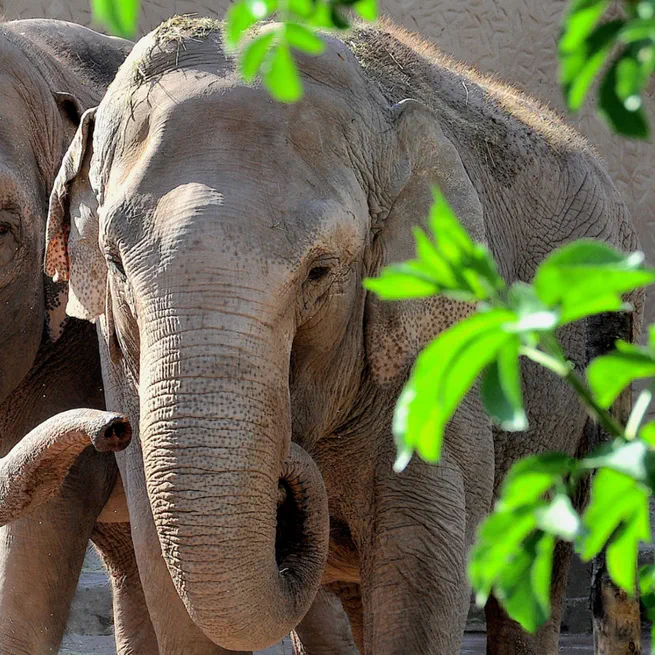 Elephant Cognition